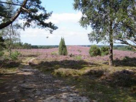 er is nog veel heide op de lemelerberg